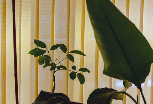 Cómo cuidar de la naturaleza: consejos y acciones